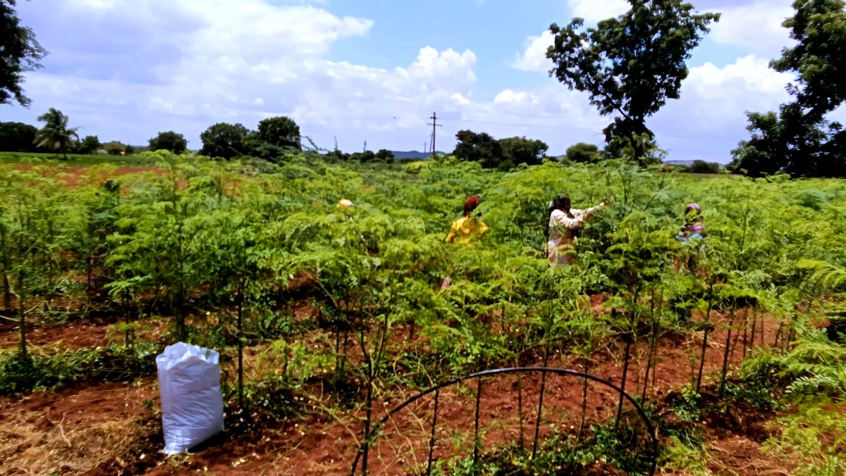 Picking moringa leaves in the field