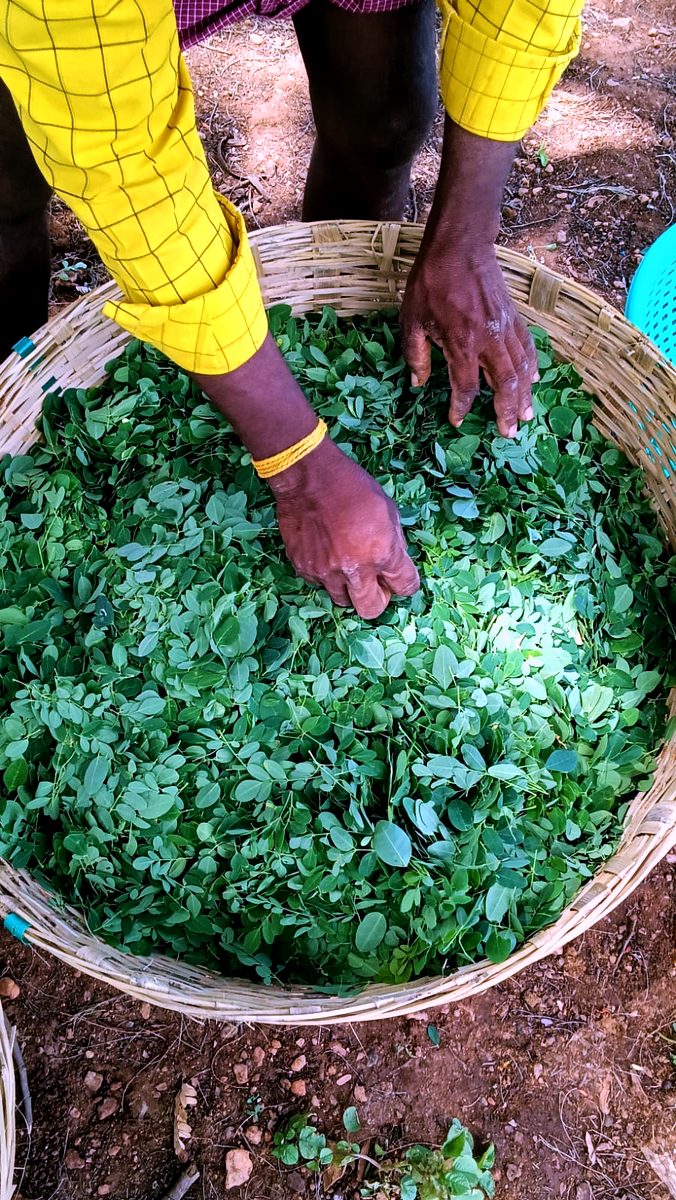 A basket of fresh moringa leaves