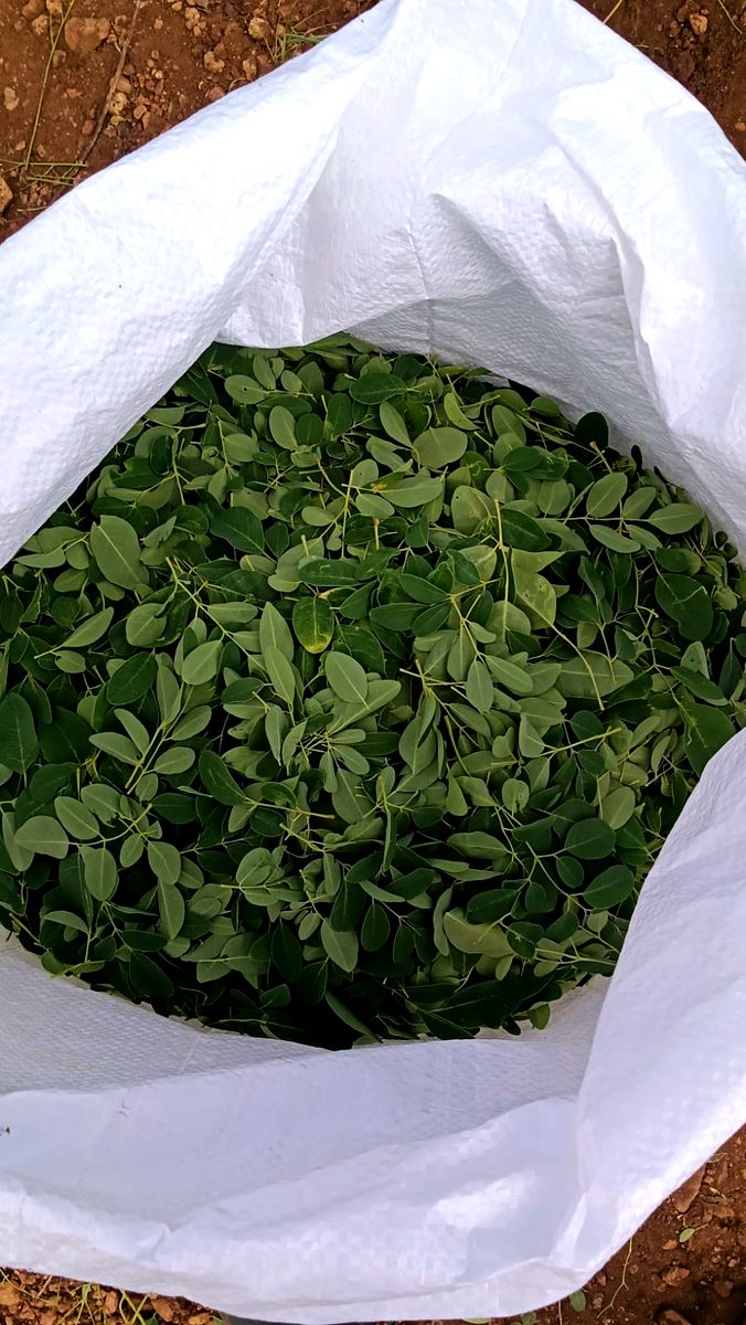 A sack of picked moringa leaves